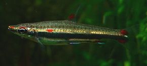 Dwarf Pencilfish -- nannostomus marginatus See more aquarium fish pictures.