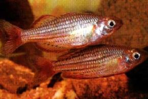 Dwarf Rainbowfish -- melanotaenia maccullochi See more aquarium fish pictures.