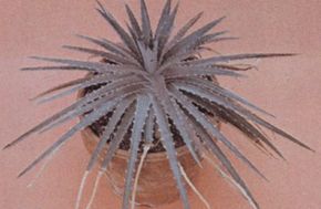 The Dyckia bomeliad hails from South America. See morepictures of bromeliads.