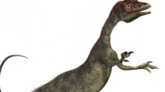 compsognathus“border=