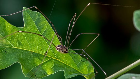 Joro spiders aren't scary. They're shy.