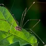 Are Daddy Longlegs Truly Spiders? Setting the Record Straight