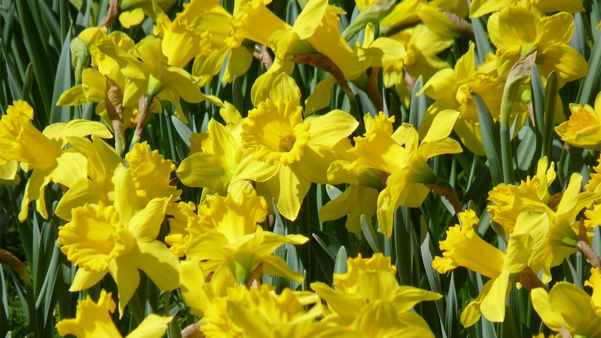 Delightful Daffodils Are Super Easy to Grow. Here's How HowStuffWorks