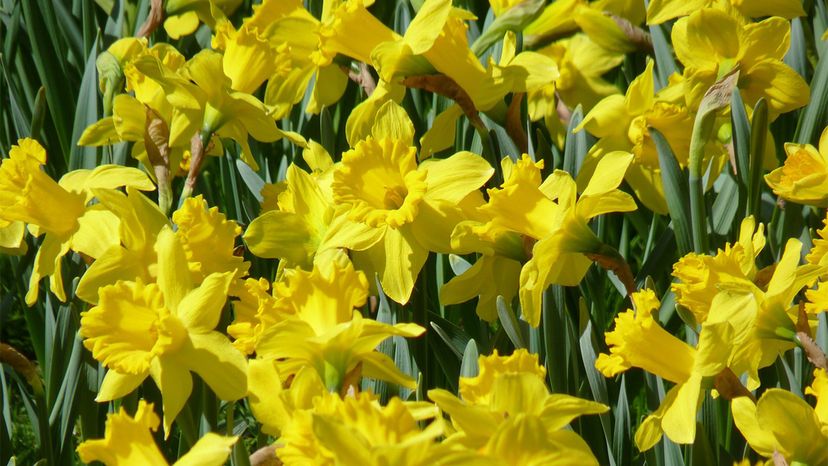 daffodils