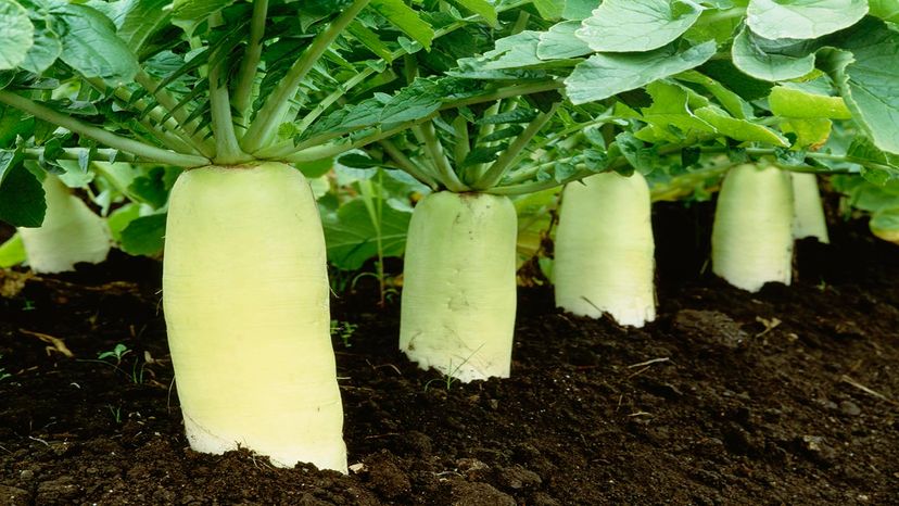 Daikon