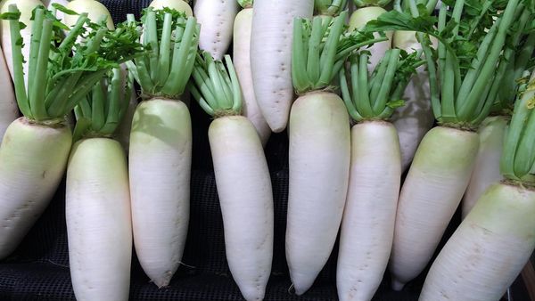 Daikon