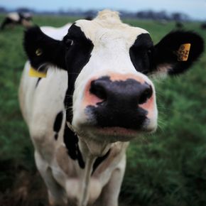Because of their ability to produce large volumes of milk, butterfat, and protein, black-and-white (or sometimes red-and-white) Holsteins are the most popular dairy cows in the United States, making up 90 percent of the total herd.