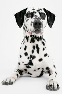 Dalmatian