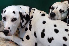 do dalmatian puppies have spots