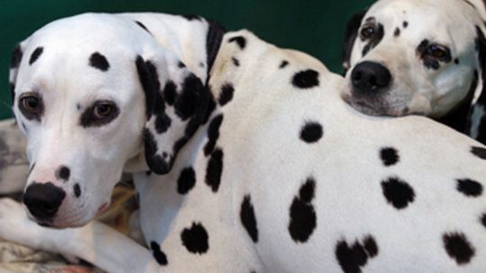 Are Dalmatians good family dogs?