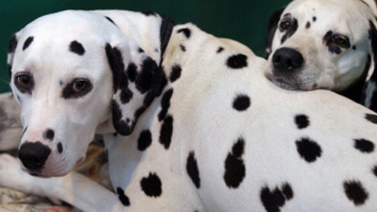 long haired dalmatian uk