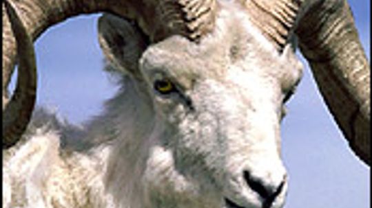 Dall Sheep