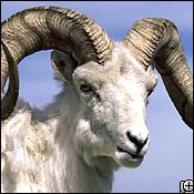 dall sheep