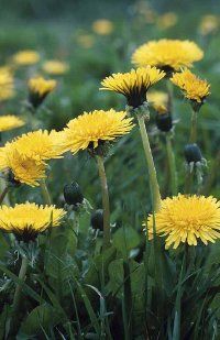 The dandelion plant is a hardy perennial.