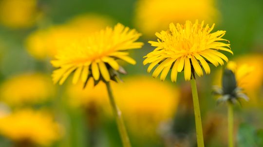 Dandelion: Herbal Remedies