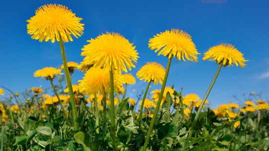 Dandelion