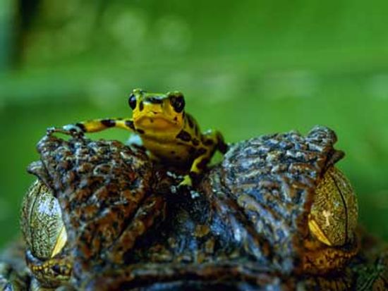 Which animals kill the most people in the wild?