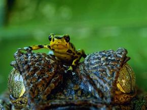 Which is your greatest enemy -- this poison dart frog or the crocodile it's perched on?