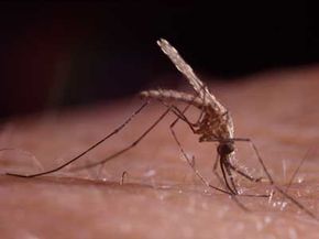 A mosquito doing what it does best on a person's arm