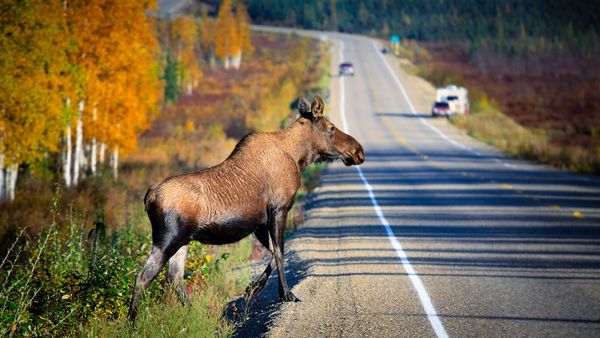 moose on road