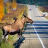 Why Are Moose Dangerous, Even More Threatening Than Bears?