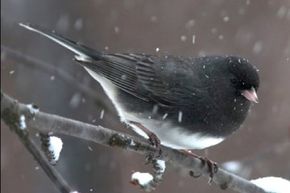 Dark-Eyed Junco Photo