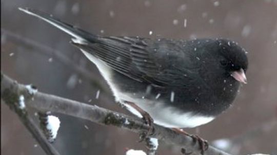 Dark-Eyed Junco