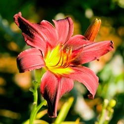 这个美丽的daylilly(萱草属植物)抓住最后一缕夕阳。”border=