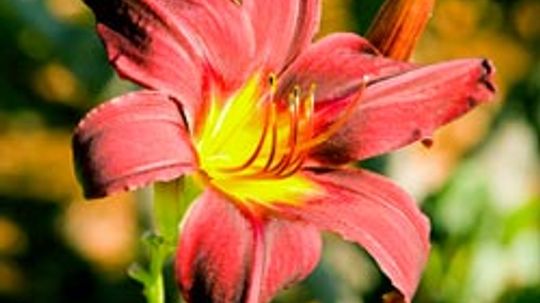 Top 10 Perennials for the Midwest