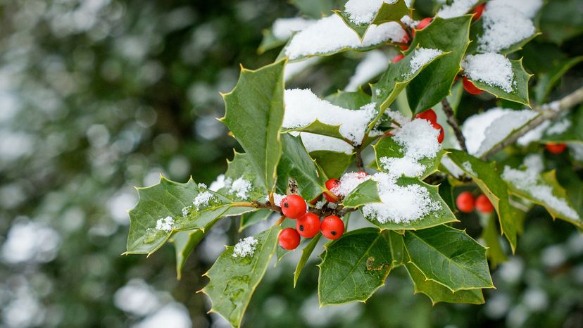 winter and holly 