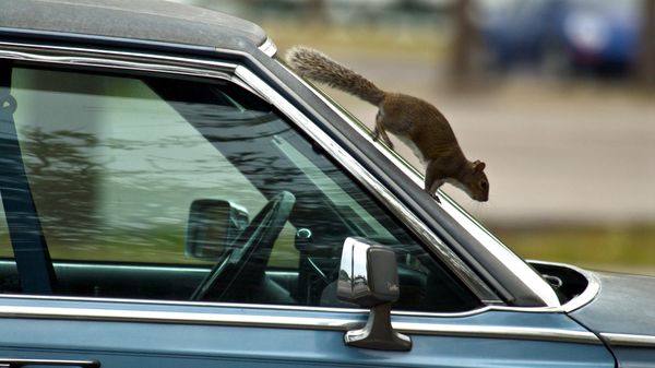 squireel scampering down car