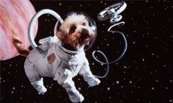 Why Are There Dozens of Dead Animals Floating in Space? | HowStuffWorks