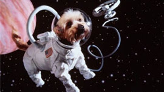 what happened to laika the russian space dog