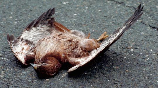 The Symbolism of Dead Birds: Exploring Meanings and Interpretations