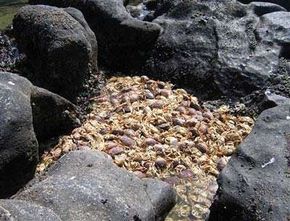 The above picture shows some dead crabs that washed ashore on the Oregon coast, victims of a large recurring dead zone in that area.