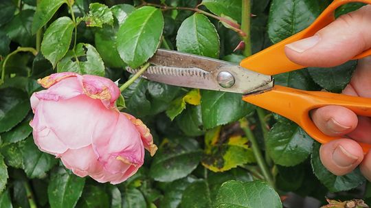 How Deadheading Helps Flowering Plants Flourish