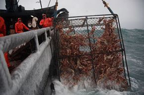 Commercial Crab Trap with Large Size for Huge Crab Catching