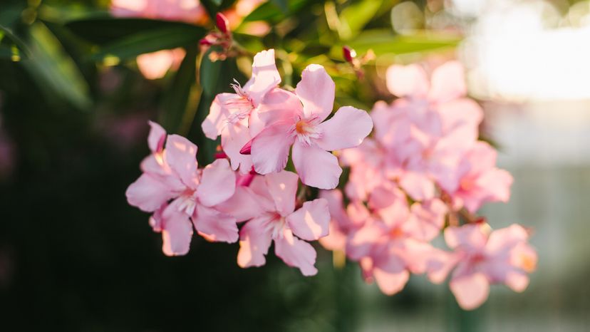 Pink oleander flowers in sunlight, blossoming bush in summer