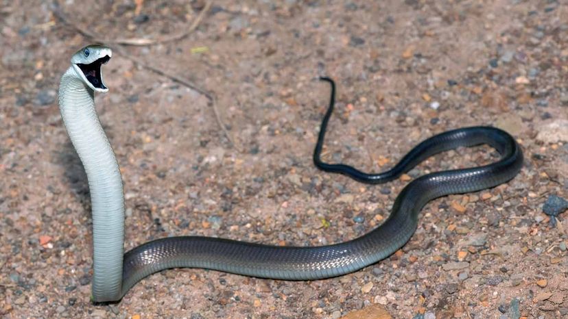 worlds deadliest snake black mamba