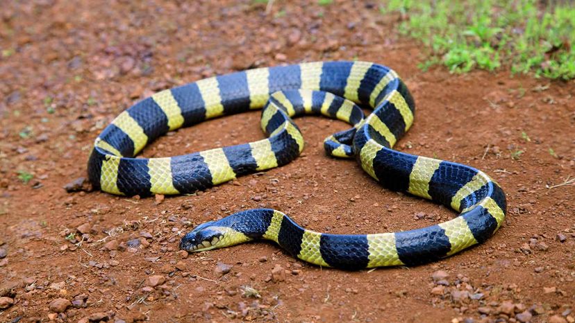 Banded krait