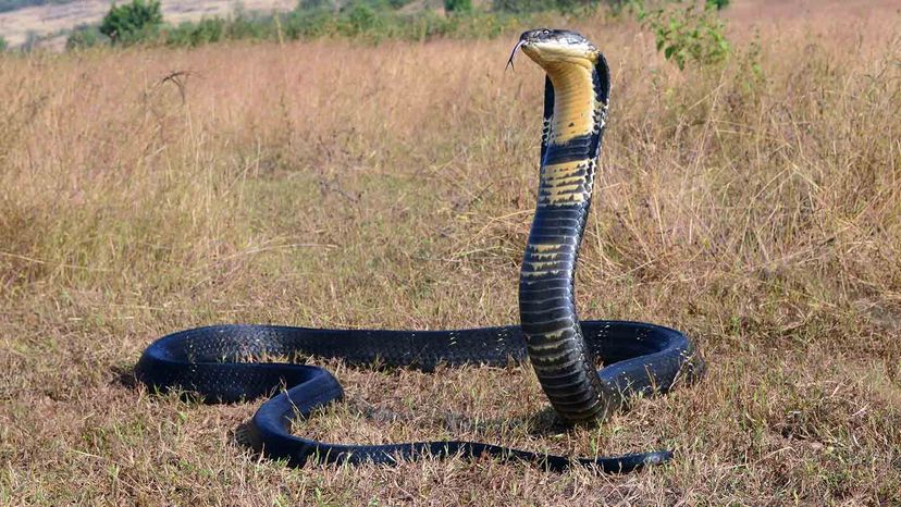 King cobra