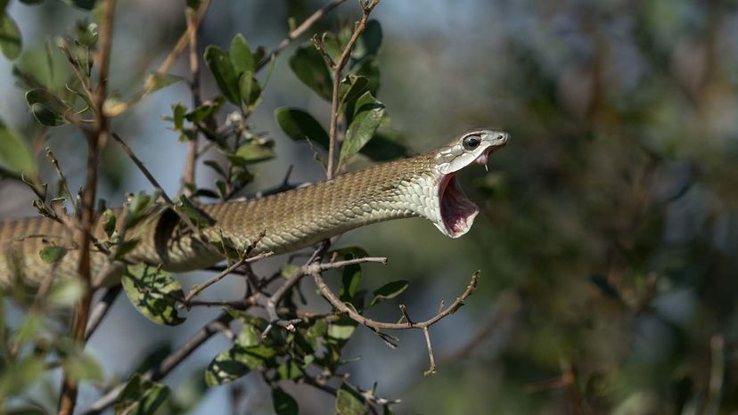 Boomslang