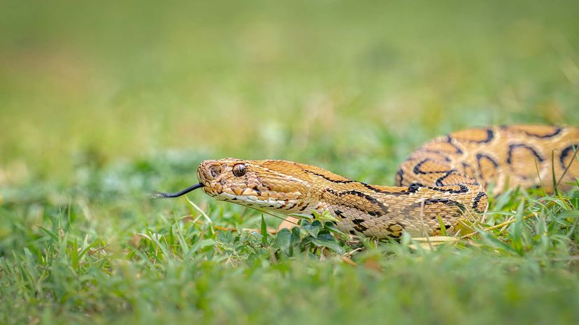 Russell's Viper Snake