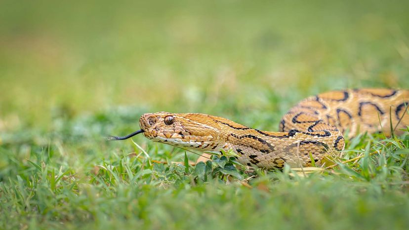 Russell's Viper Snake