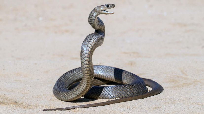 Eastern Brown Snake