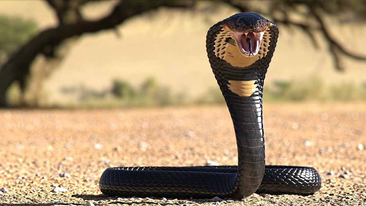 The deadly venomous King cobra is not a true cobra! 