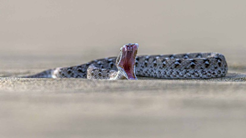 Saw Scaled Viper