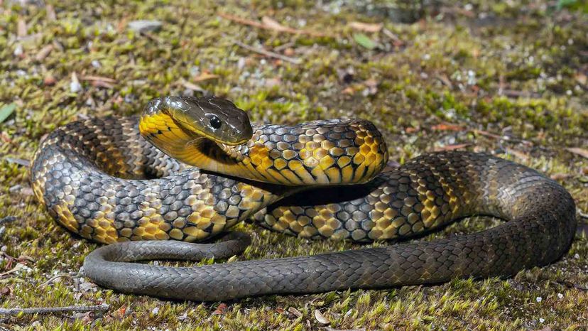 Eastern Tiger Snake