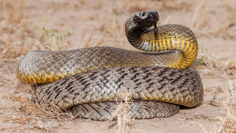 Inland Taipan Snake