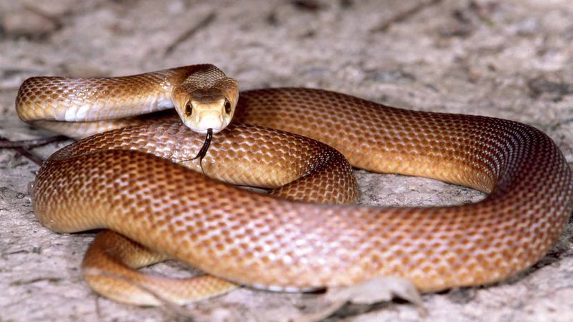 Coastal Taipan Snake